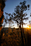 BM306 Sunrise, Blue Mountains